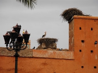 Cigognes_a_Marrakech